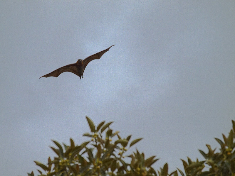 Sydney, Fruit Bat